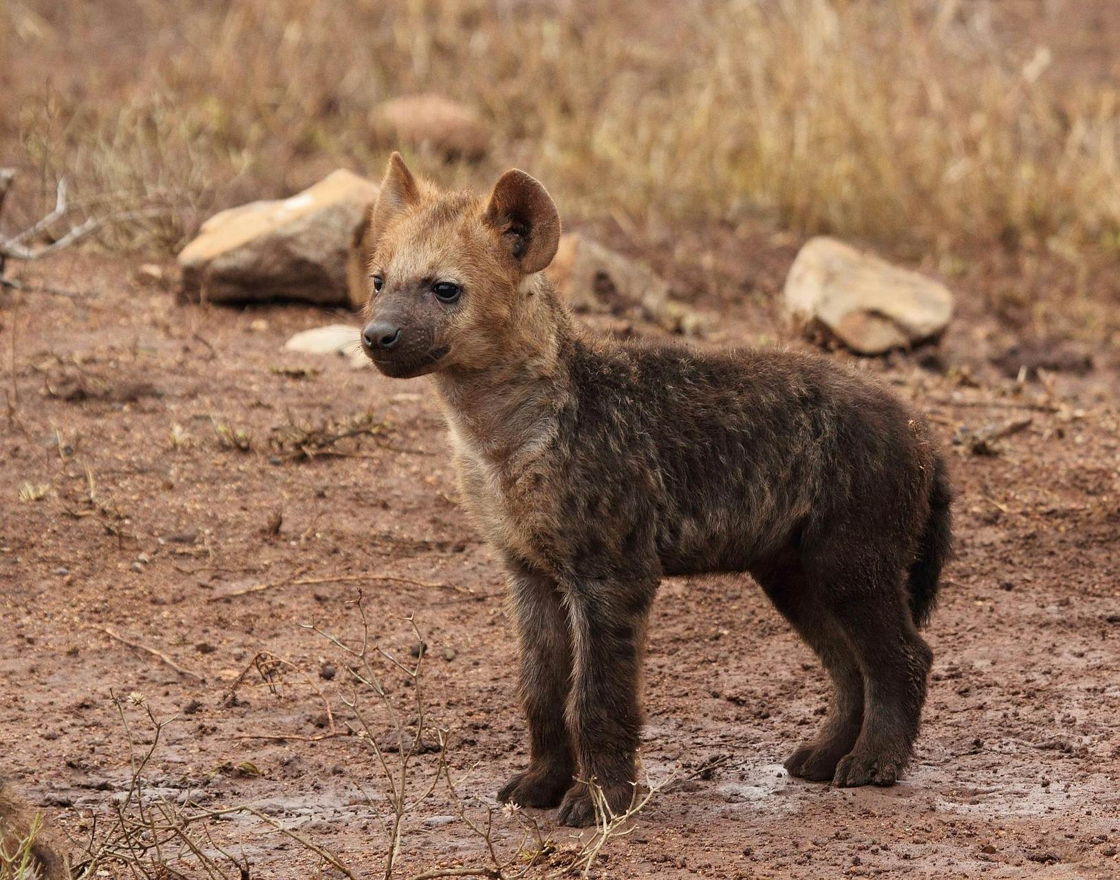 Fauna selvatica di Amboseli