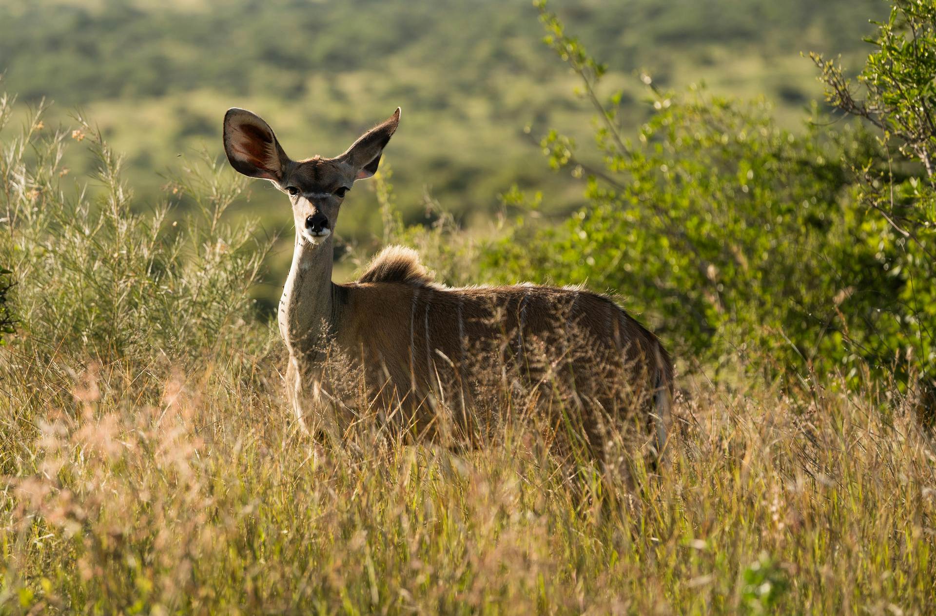 Fauna selvatica del Kenya